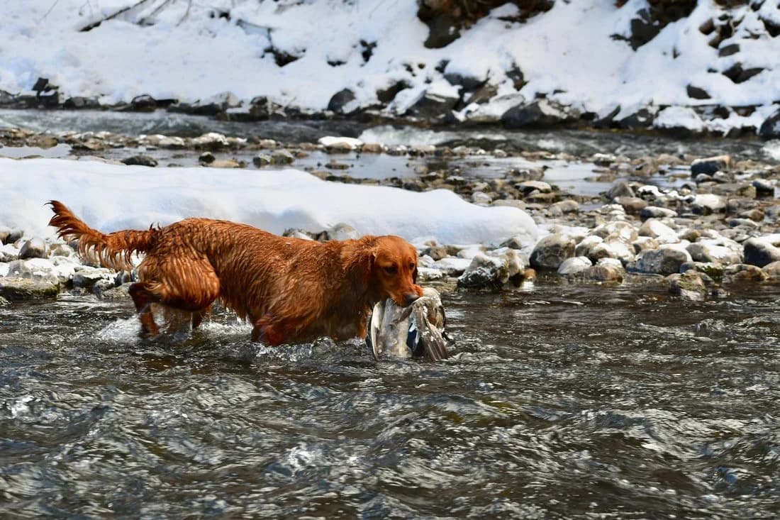 Dew claws in golden retrievers