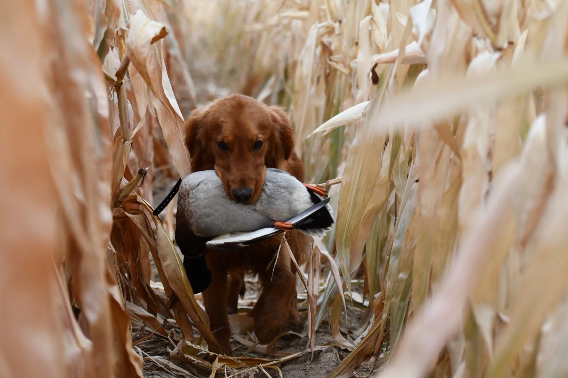 Best duck hunting dog - golden retriever