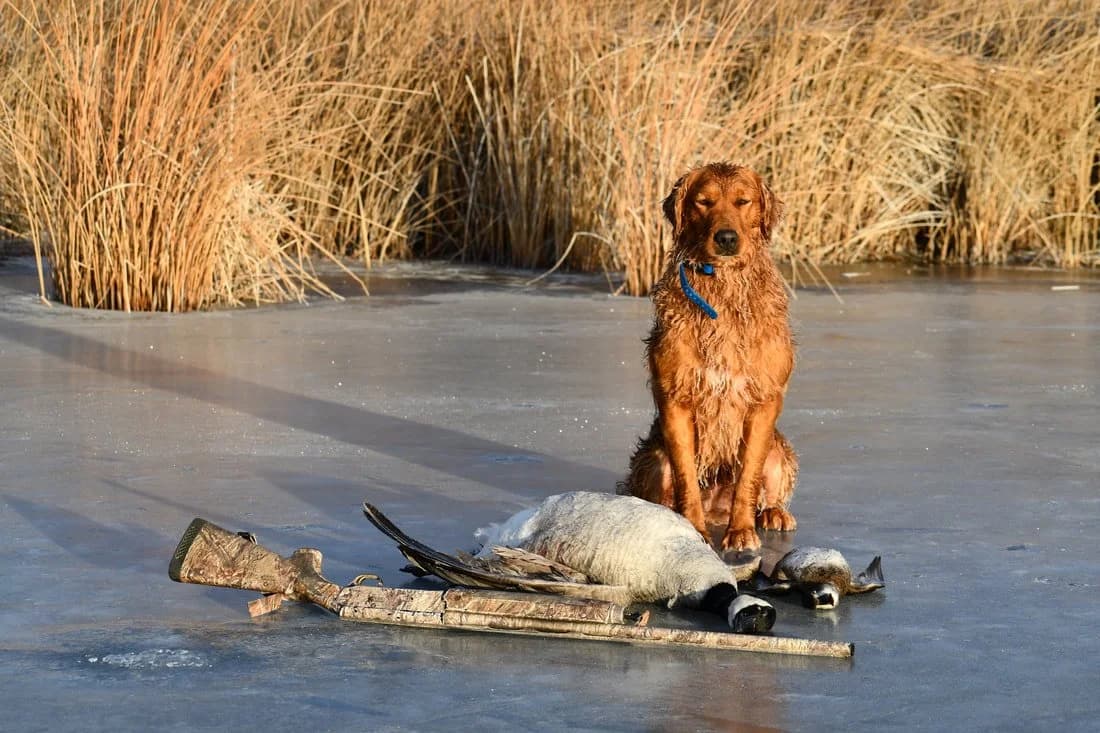 Golden retriever retrieving geese in icy conditions