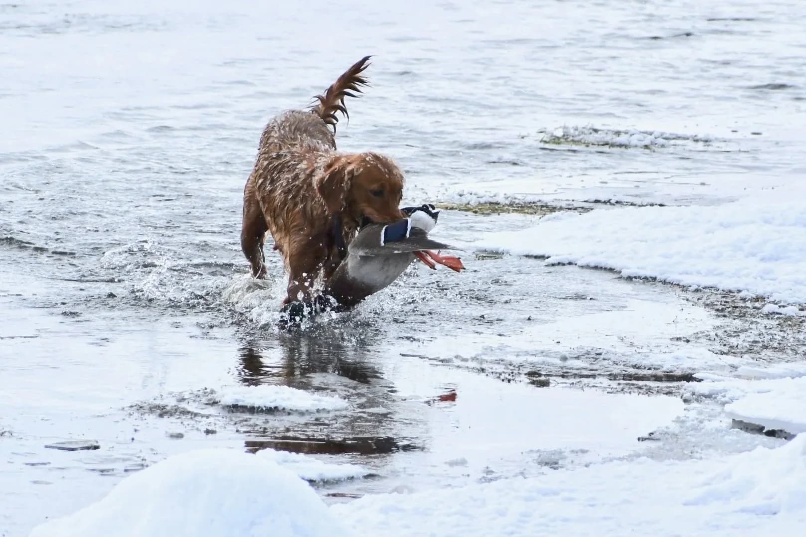 Golden retriever retrieving in the field