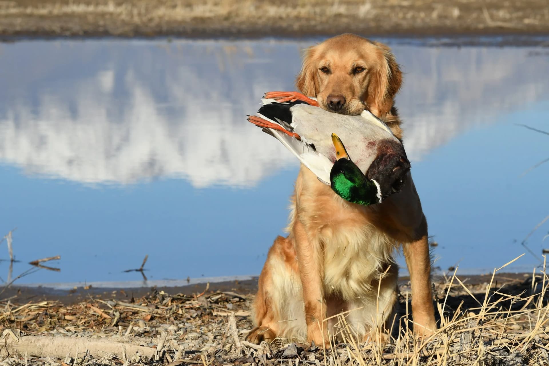 Golden retriever in the field