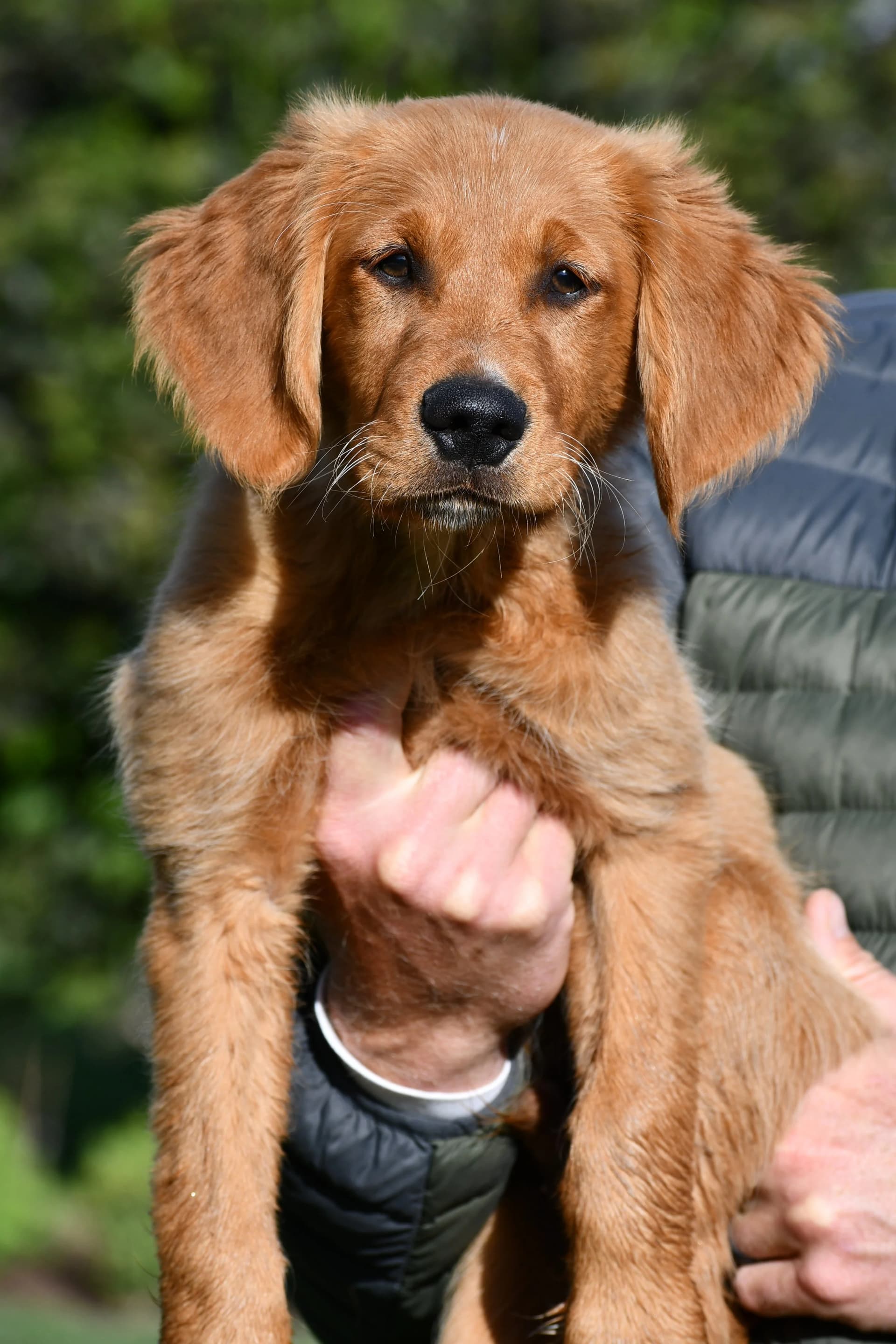 Perfect field golden retriever puppy