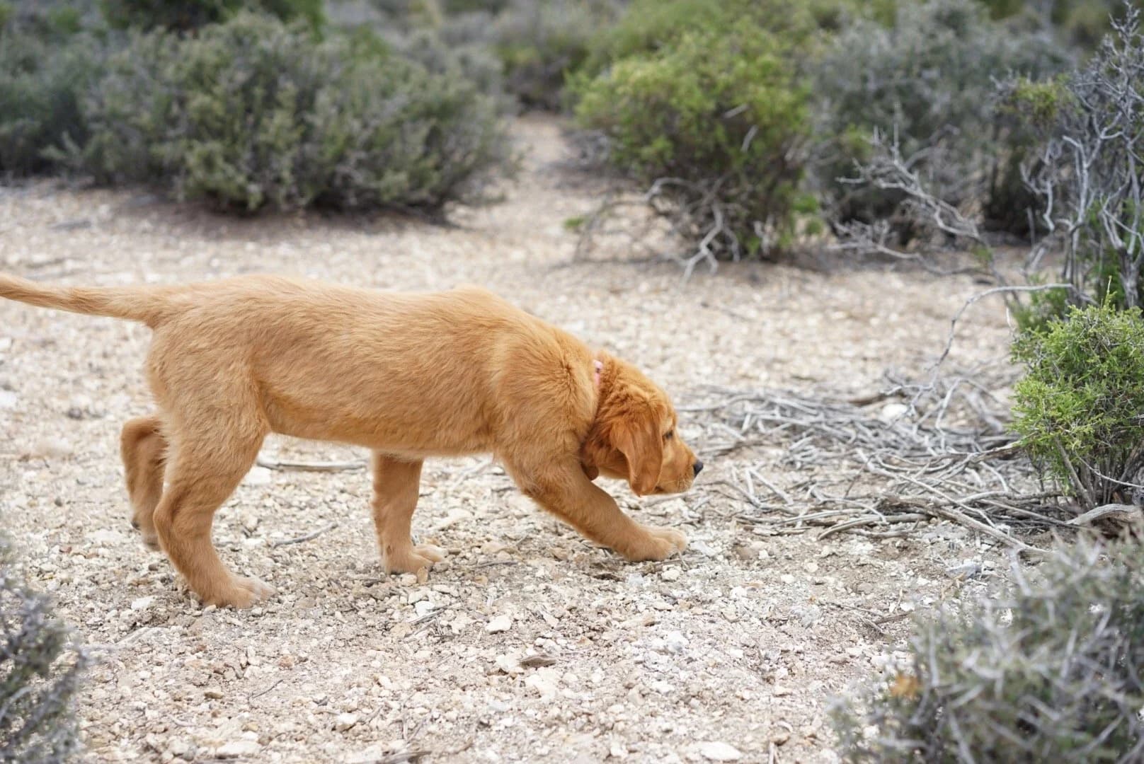 Field golden retriever puppy