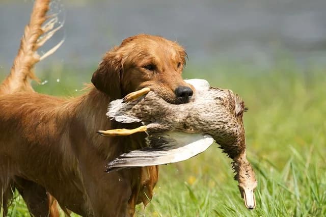 Golden retriever hunting with a duck