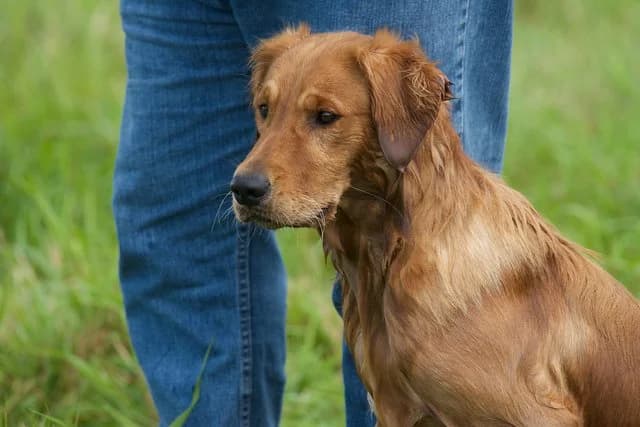Field golden retriever focus