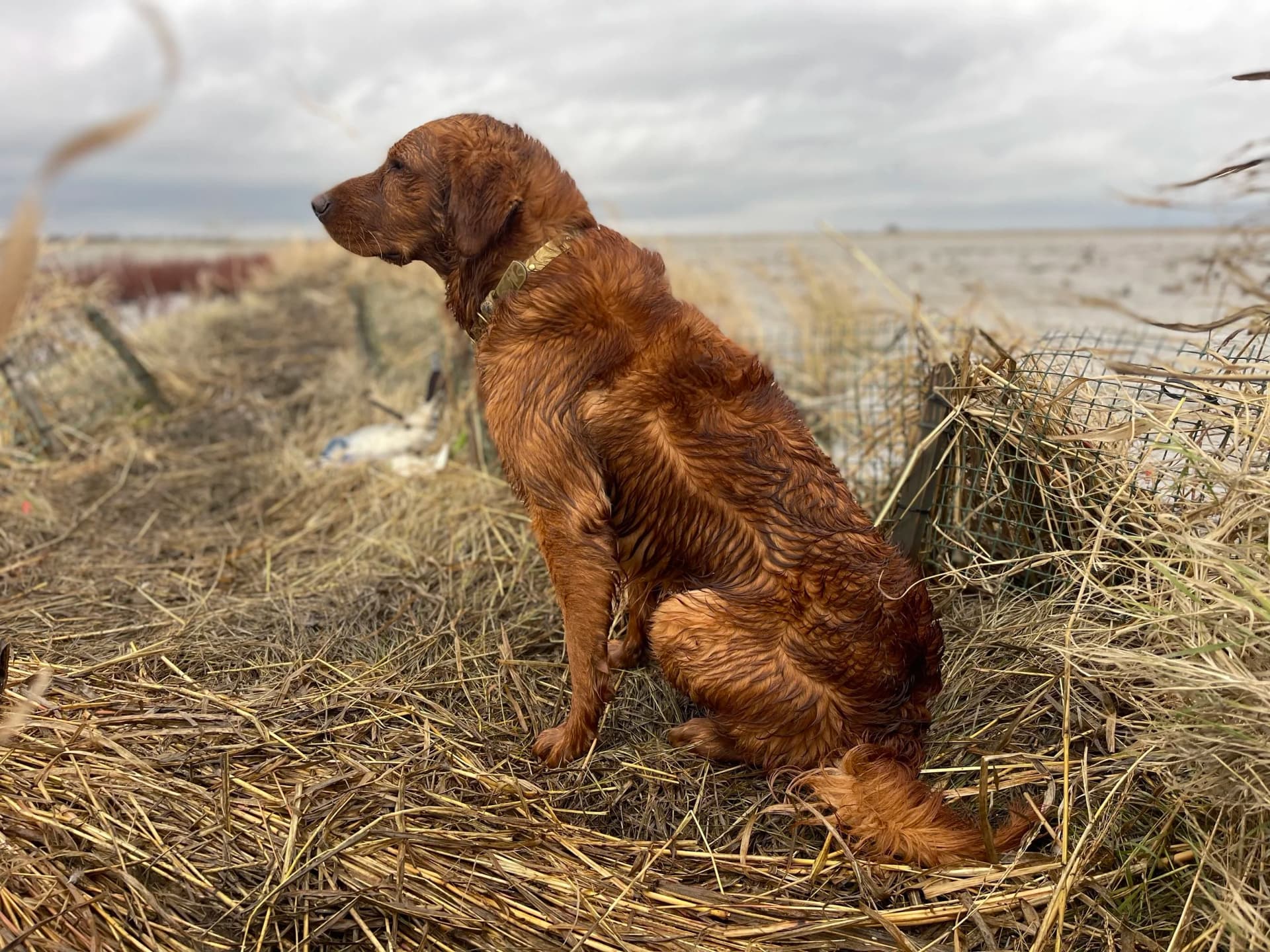Field golden retriever