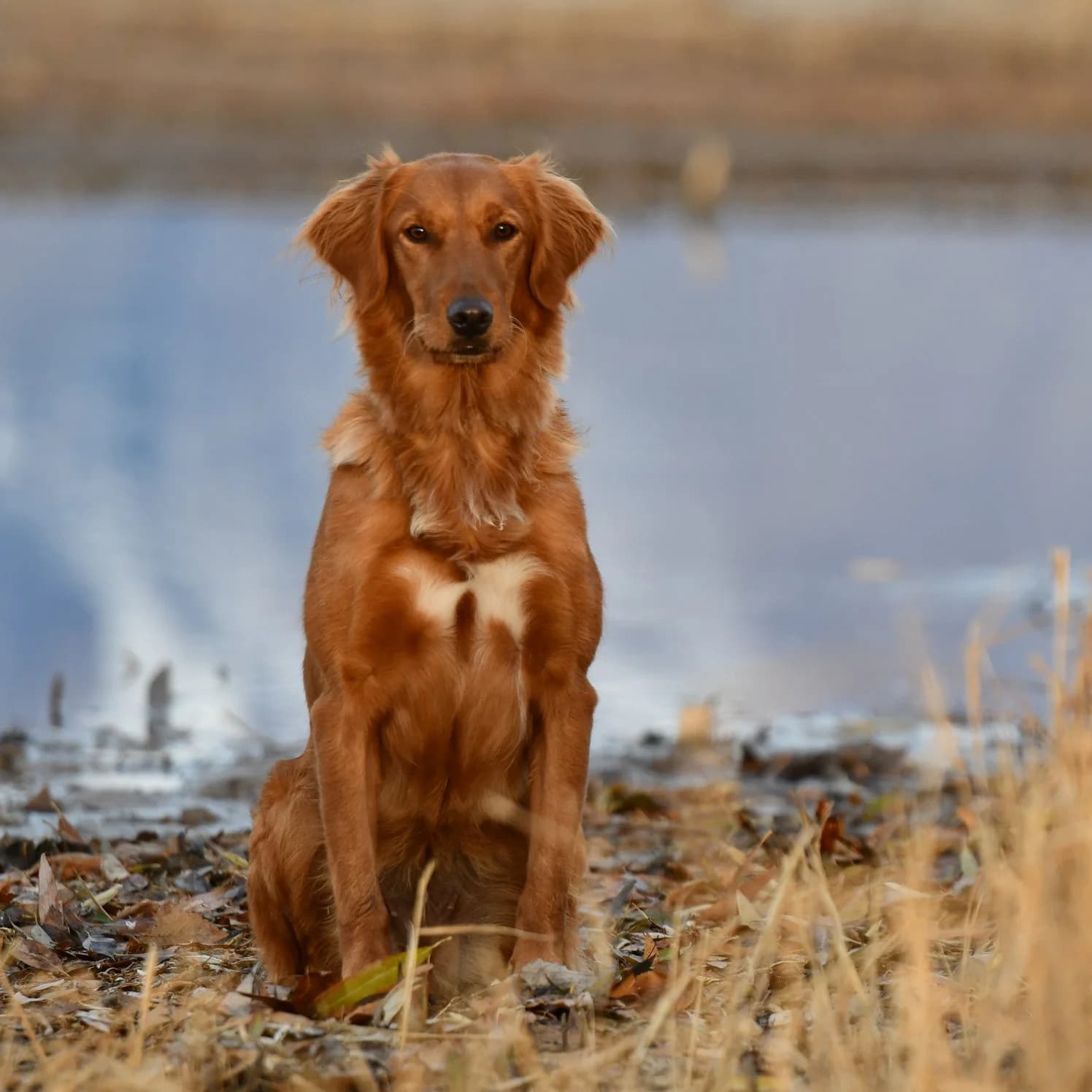 Coral — FBGR golden retriever