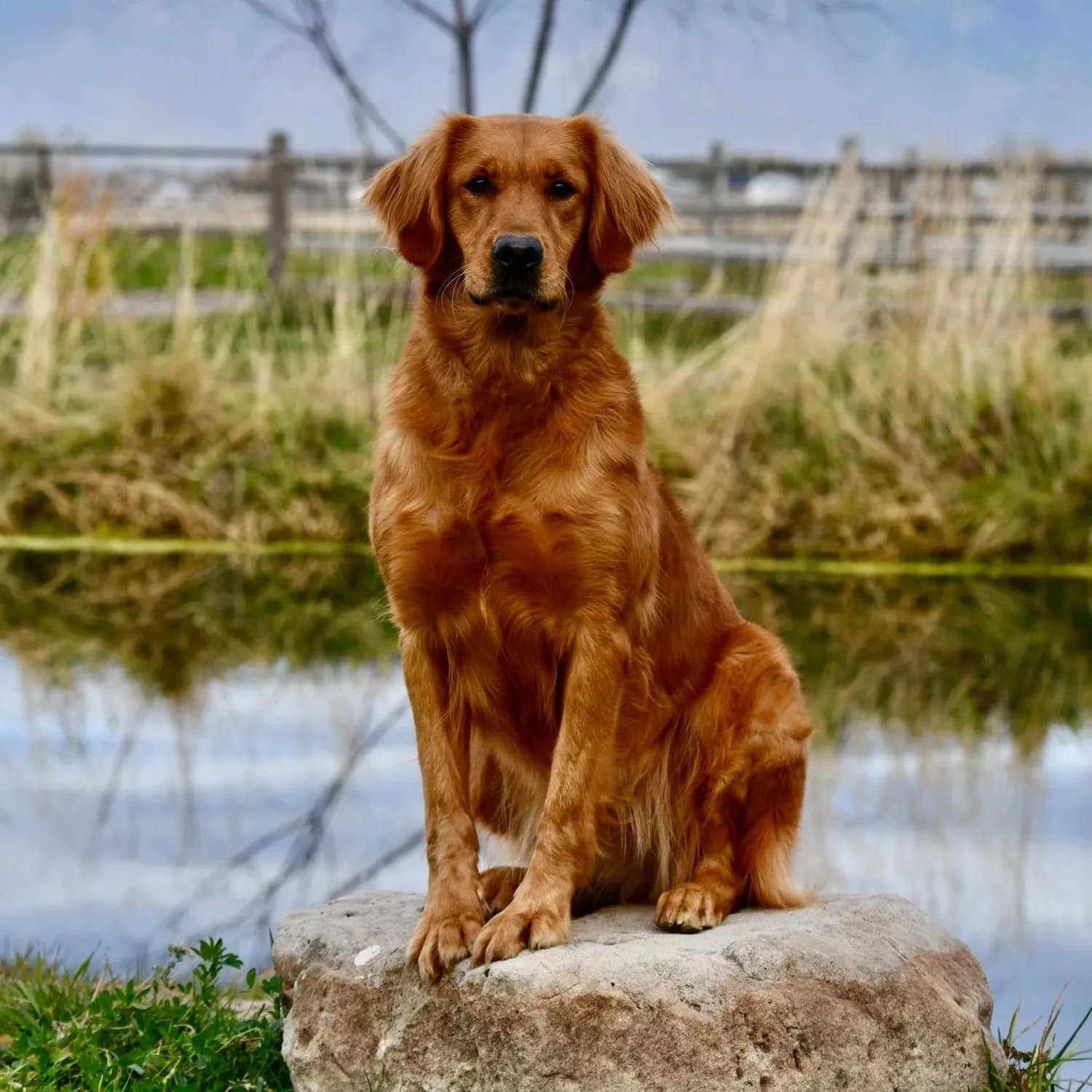 Covey — FBGR golden retriever