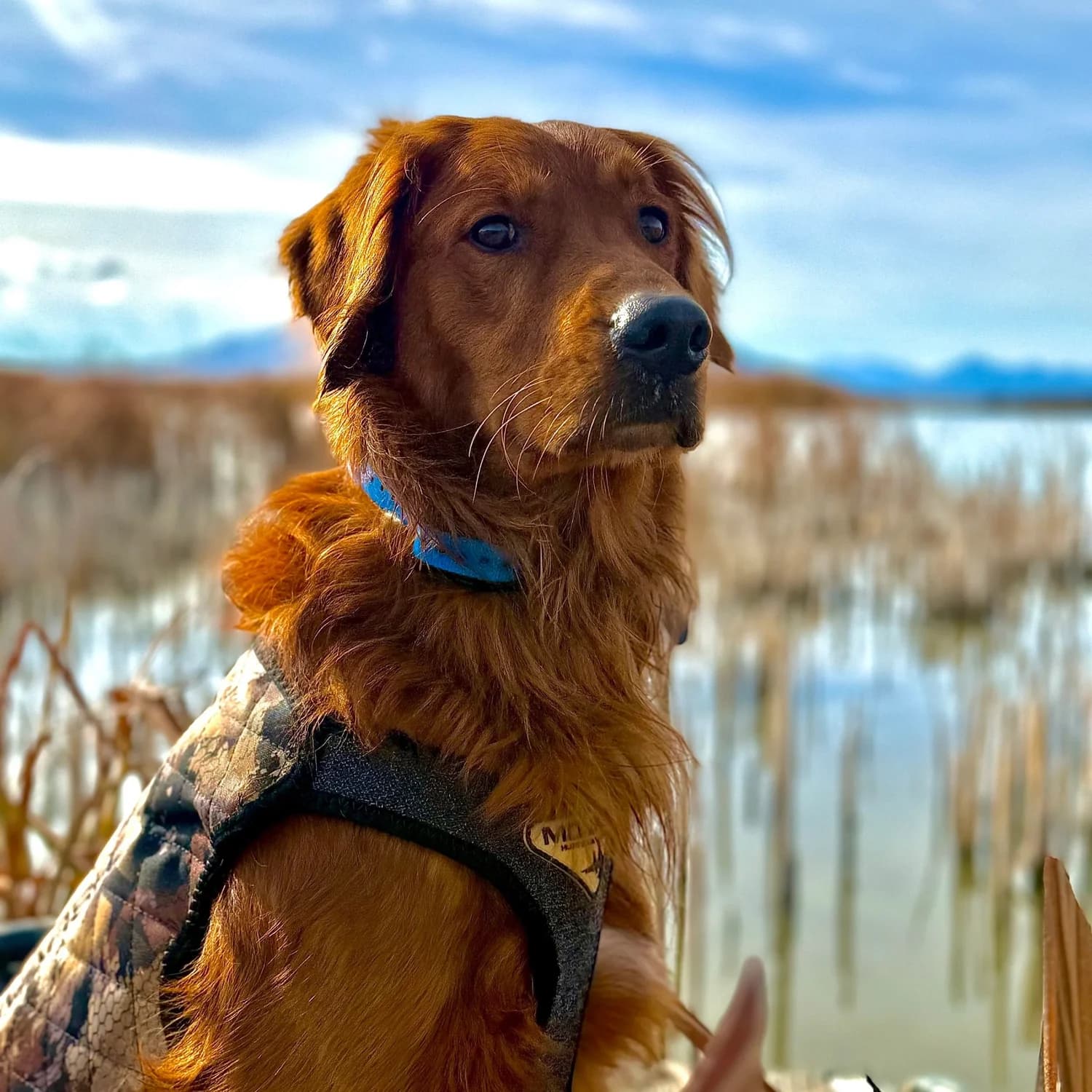 Dash — FBGR golden retriever