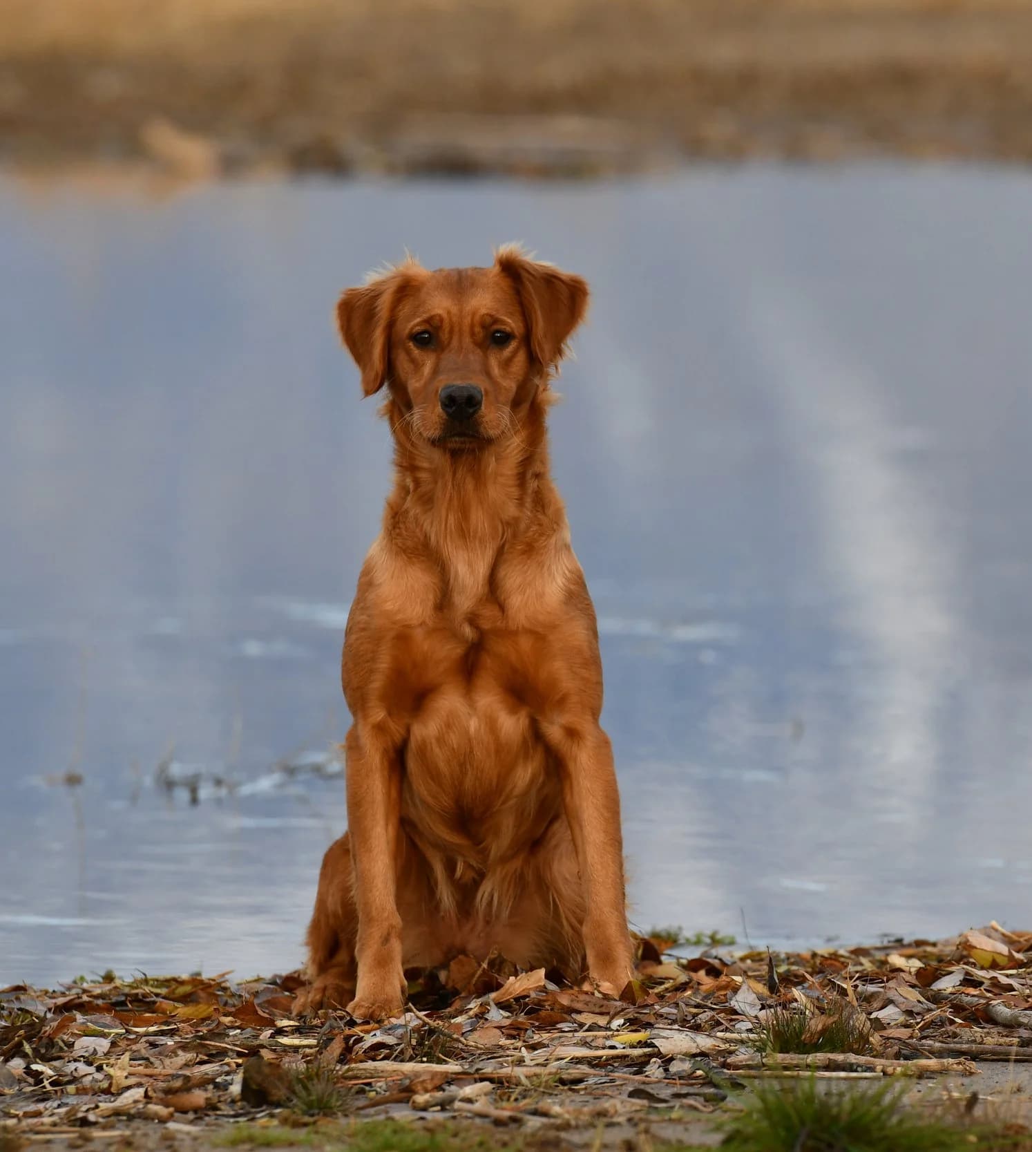 Ember — FBGR golden retriever