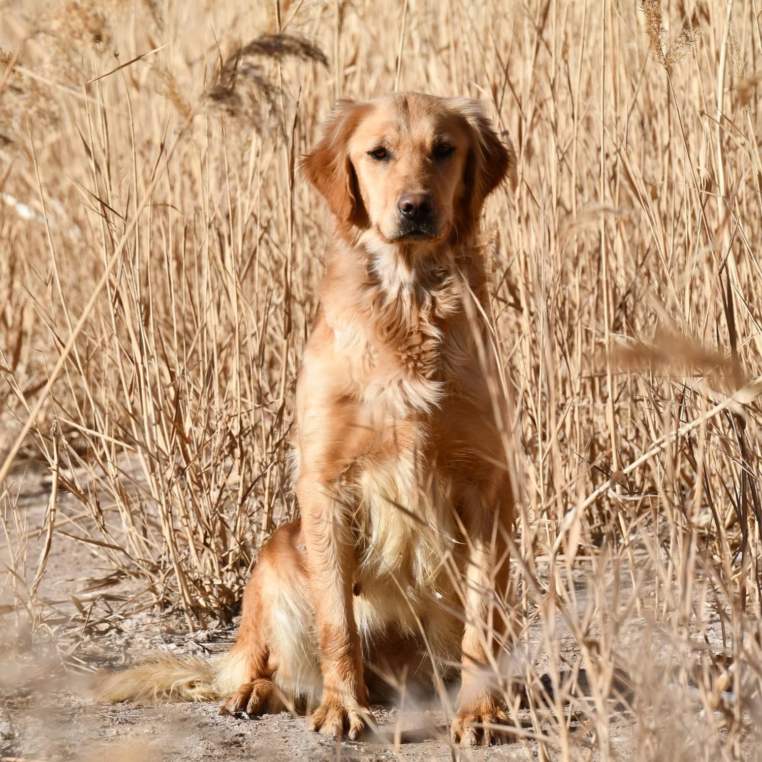 Miley — FBGR golden retriever