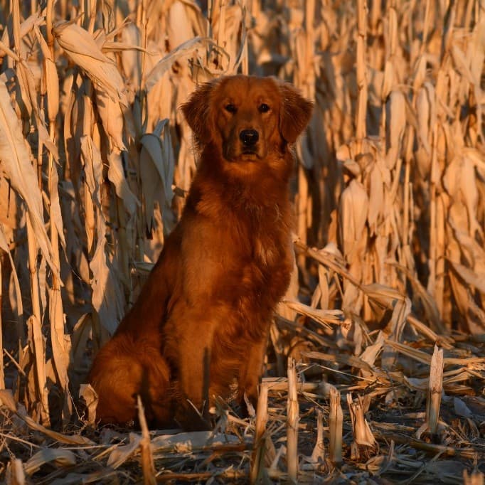 Ticket sitting in a harvested cornfield