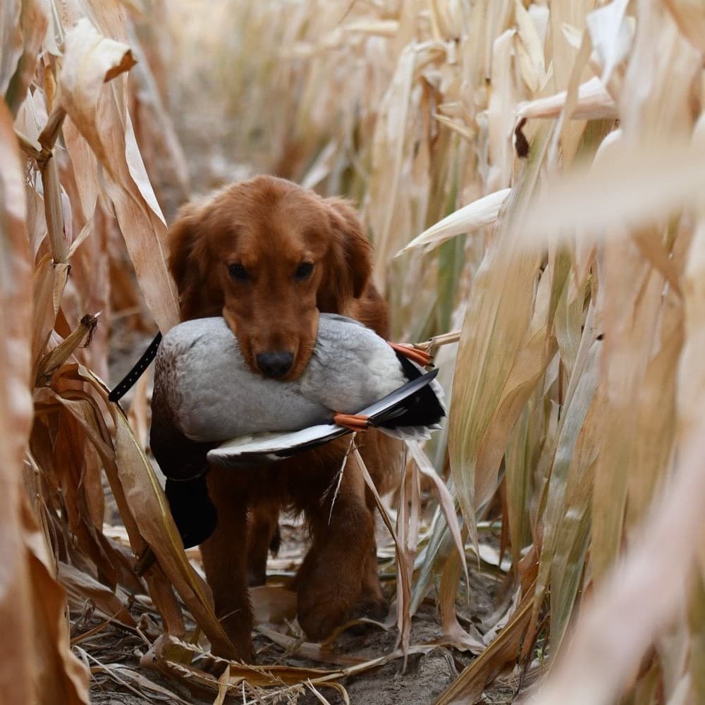 Ticket retrieving through a cornfield