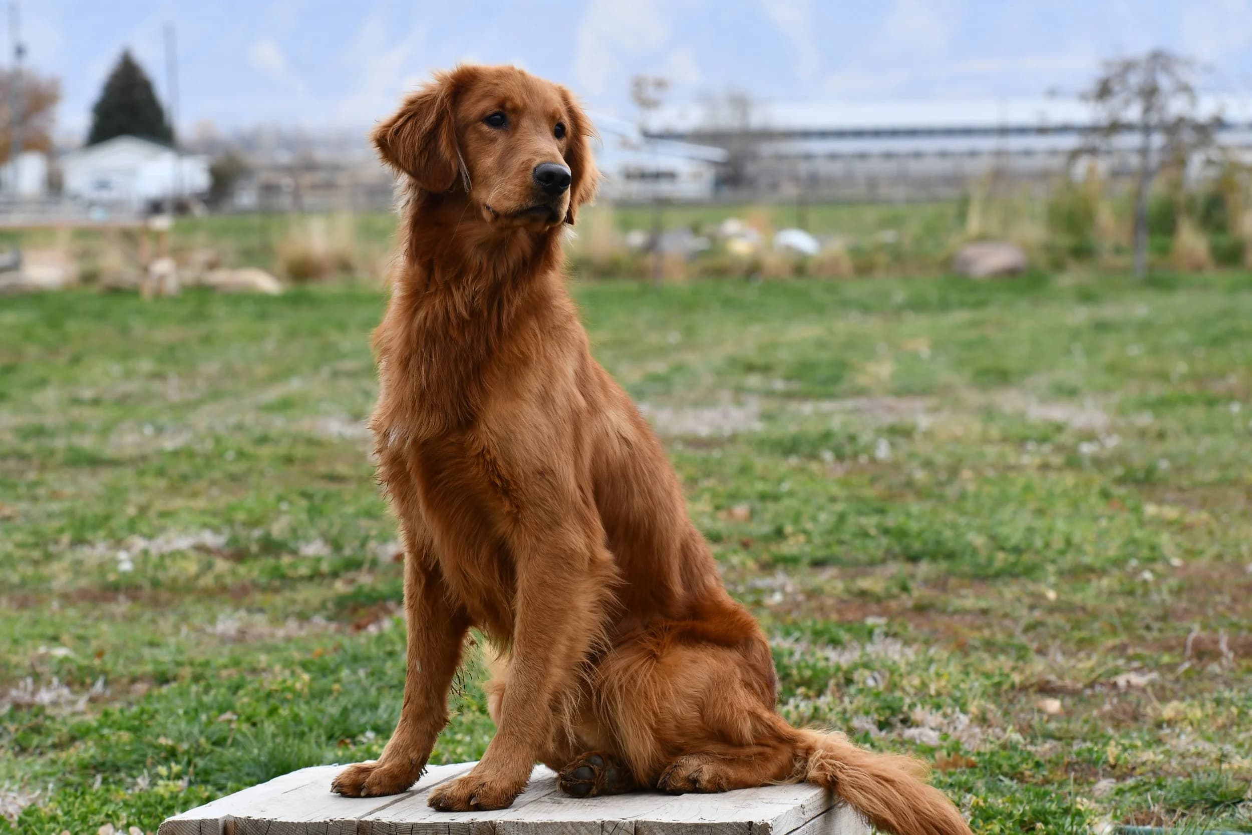 Ticket — FBGR golden retriever