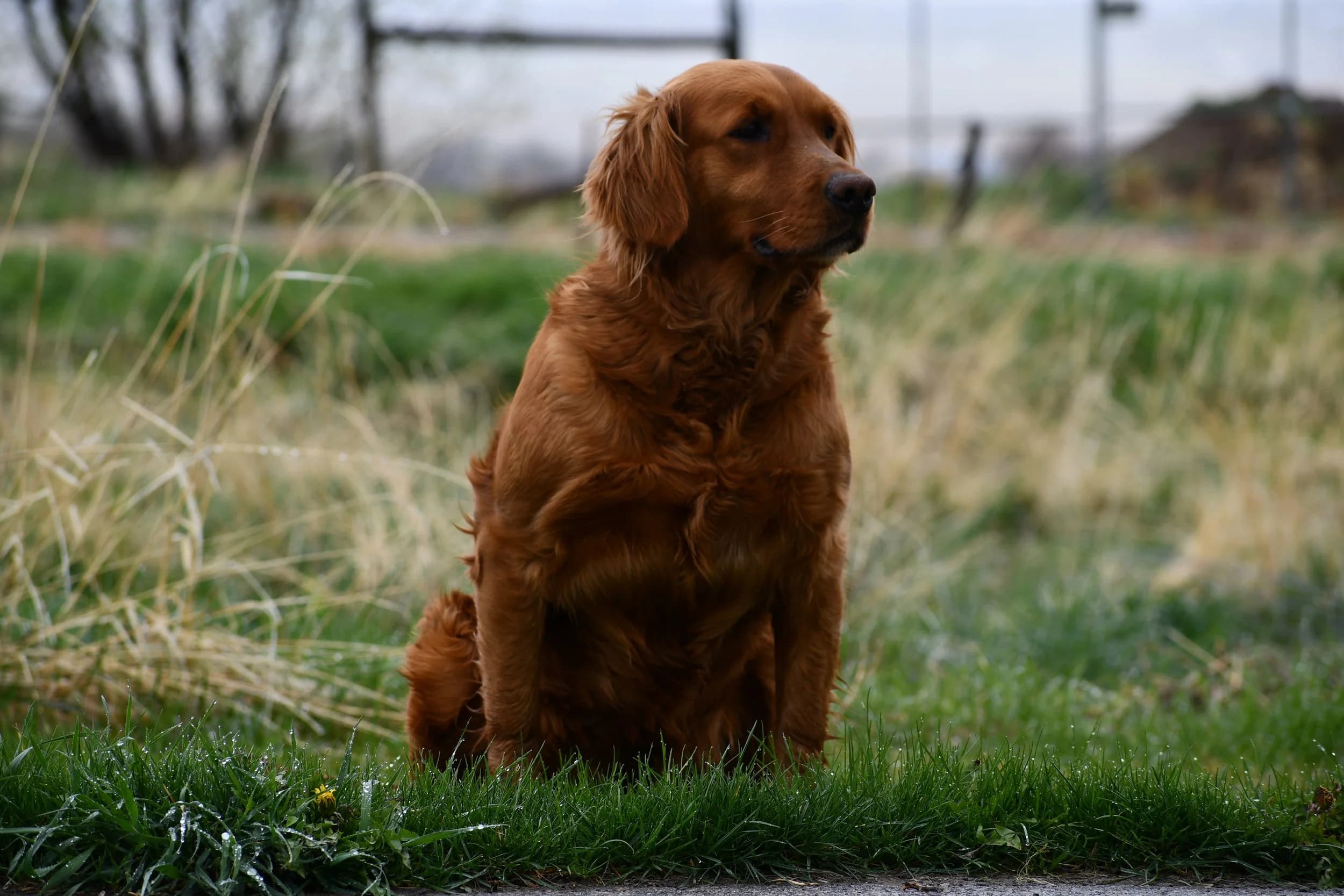 Birdie — FBGR golden retriever